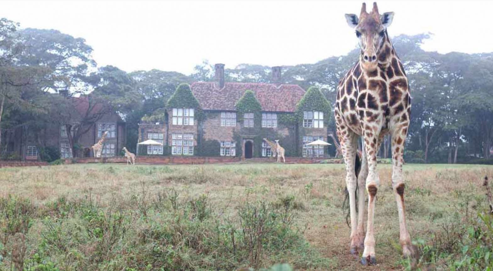 Giraffe Manor in Kenya - Safari Adventures Kenya