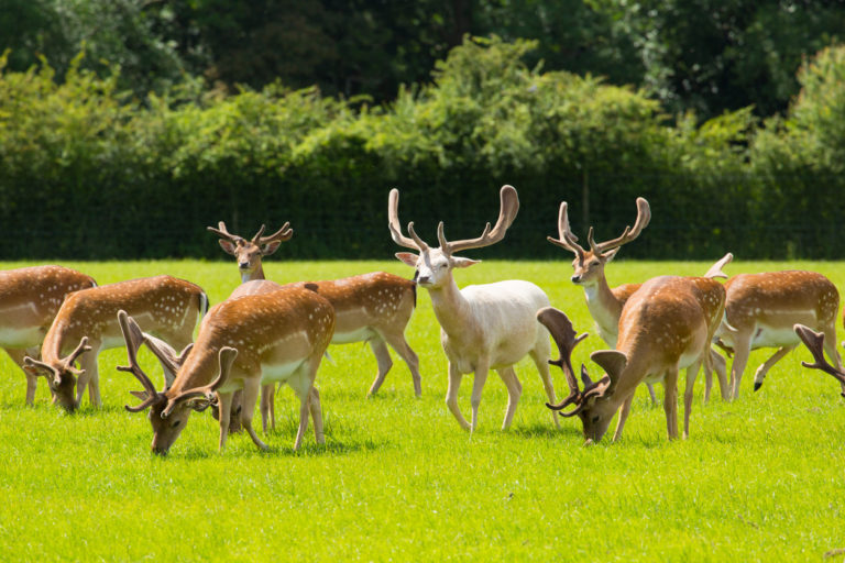 New Forest England | Visit New Forest | Visit Lyndhurst