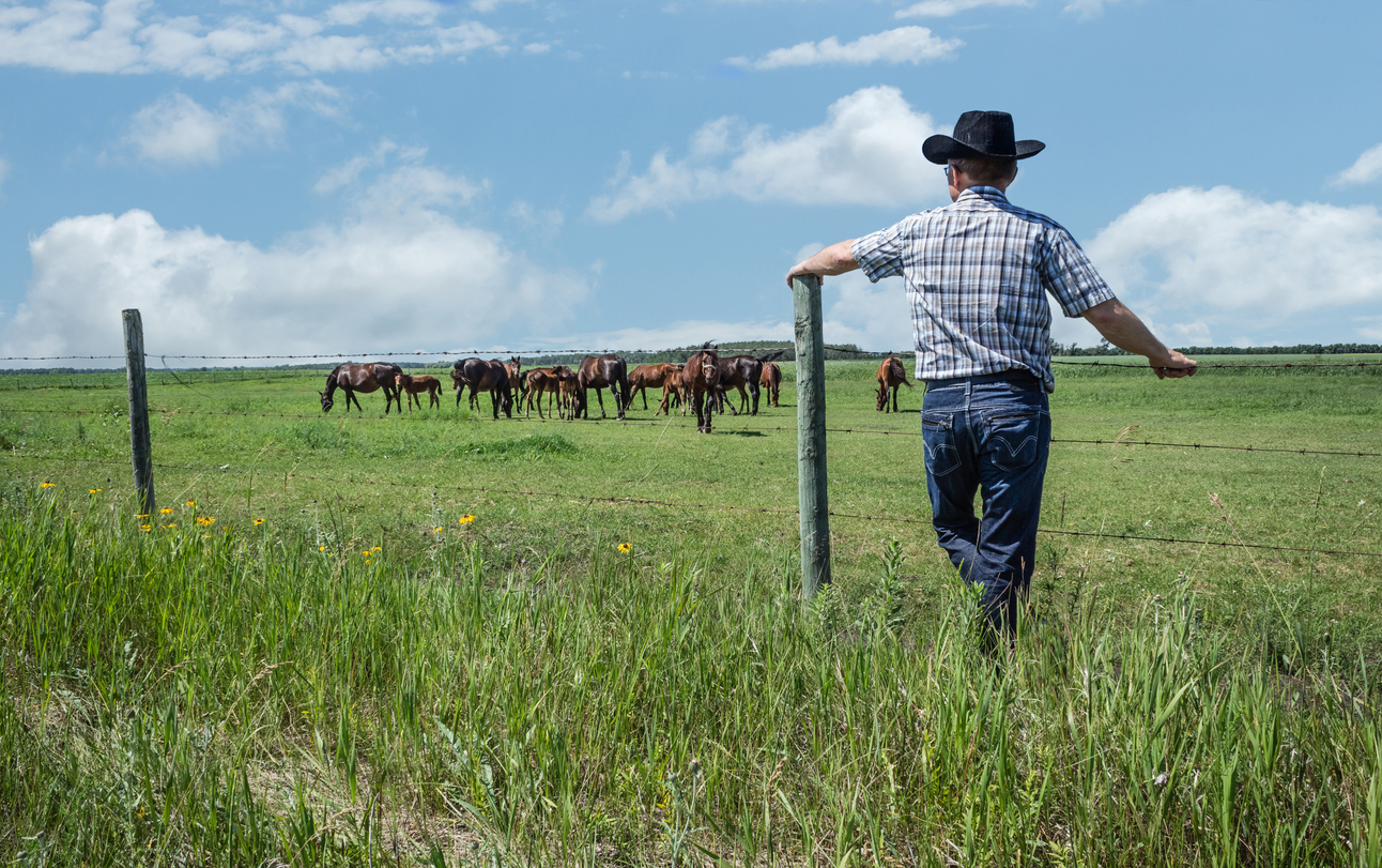 Ranching In Texas 