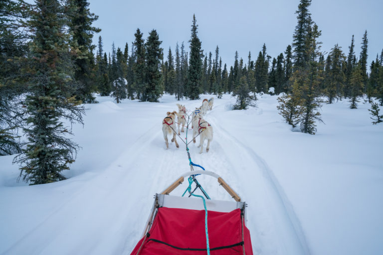 Dog Sledding in Quebec | Dog Sledding in Canada | Dog Sledding