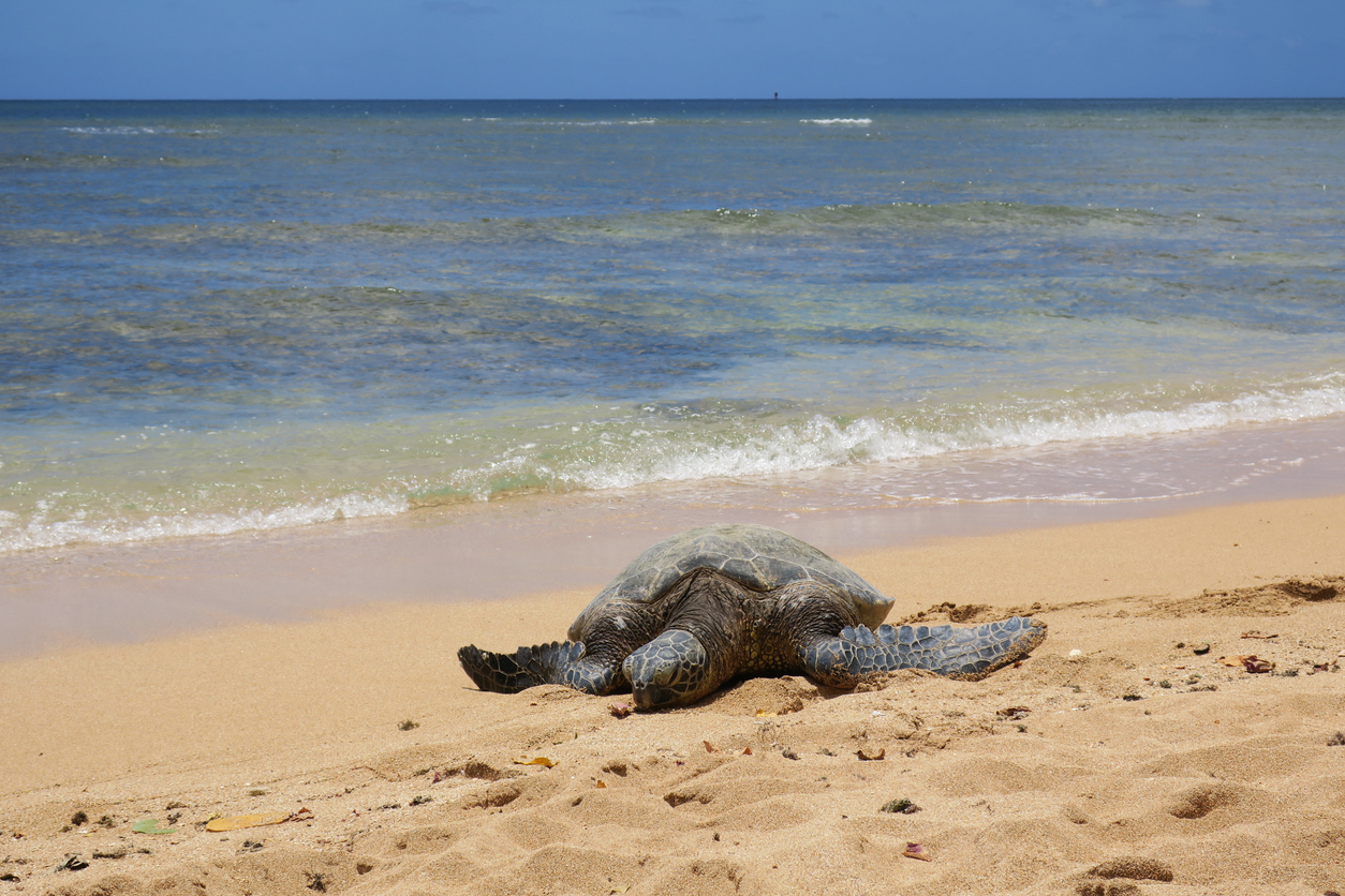 Top 6 Beaches in Hawaii | Beaches in Hawaii | Beaches Hawaii