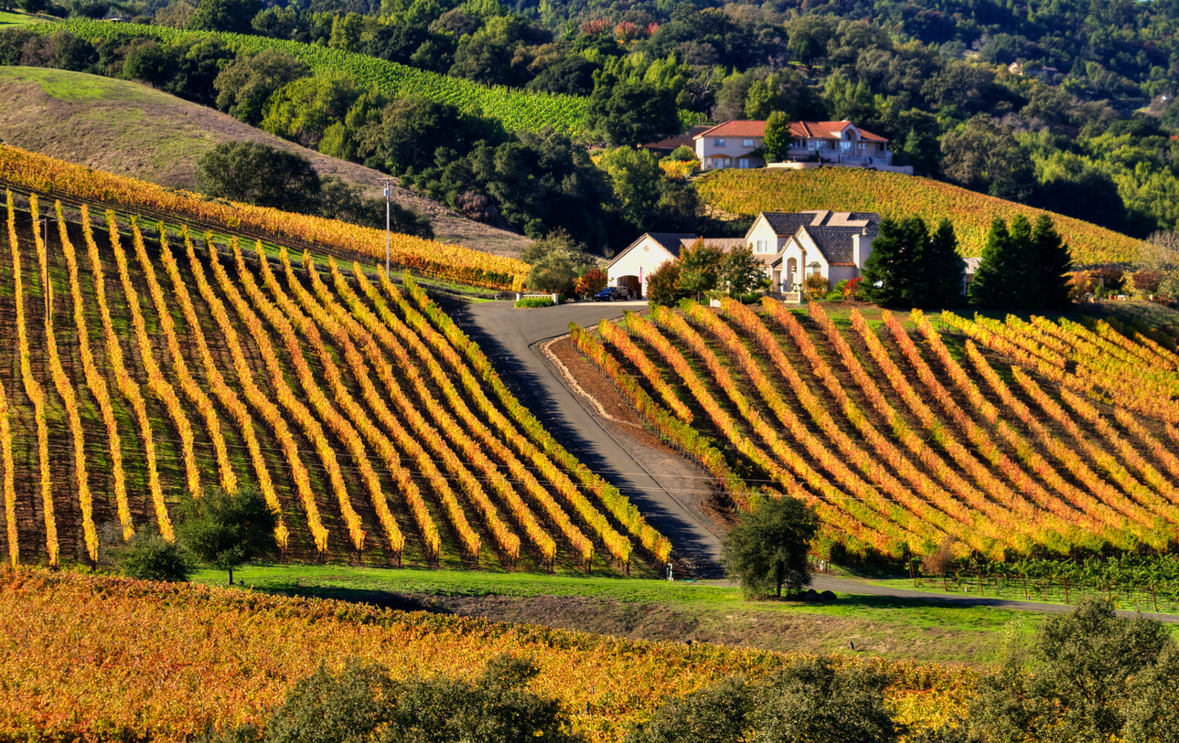 Napa Valley in the Fall | California Napa Valley Fall | Nappa Valley Autumn