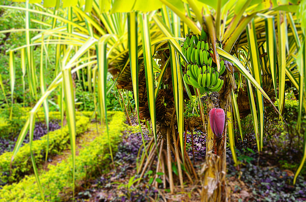 Botanical gardens