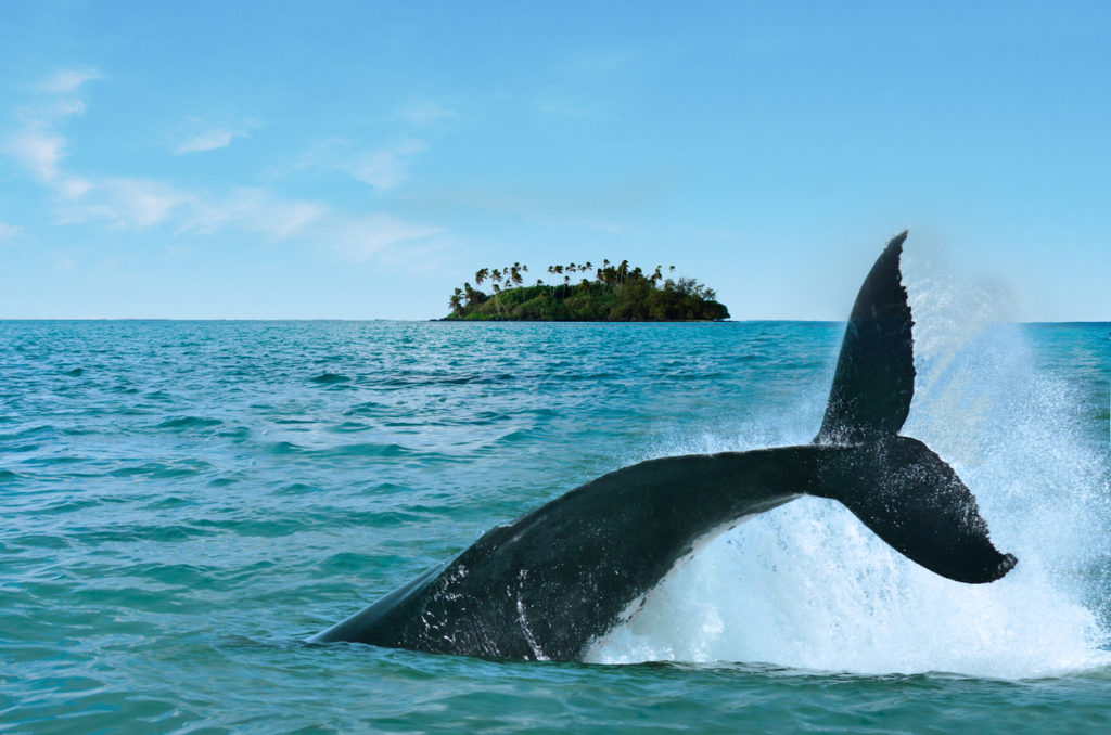 Whales off the coast