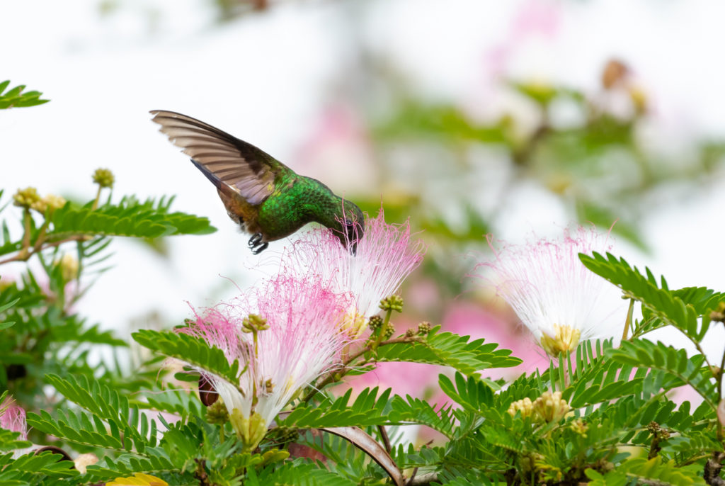 Hummingbird