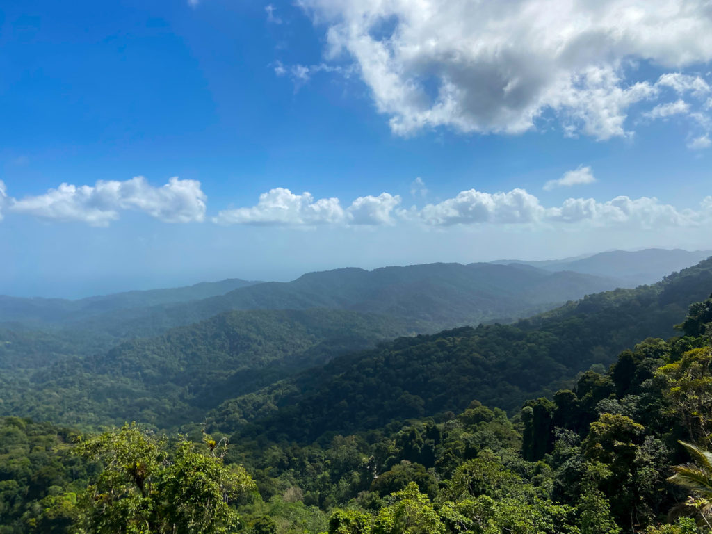 Northern Range rainforest in Trinidad and Tobago