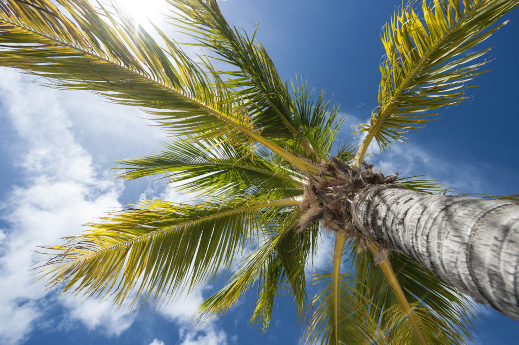 Palm Trees in the Caribbean