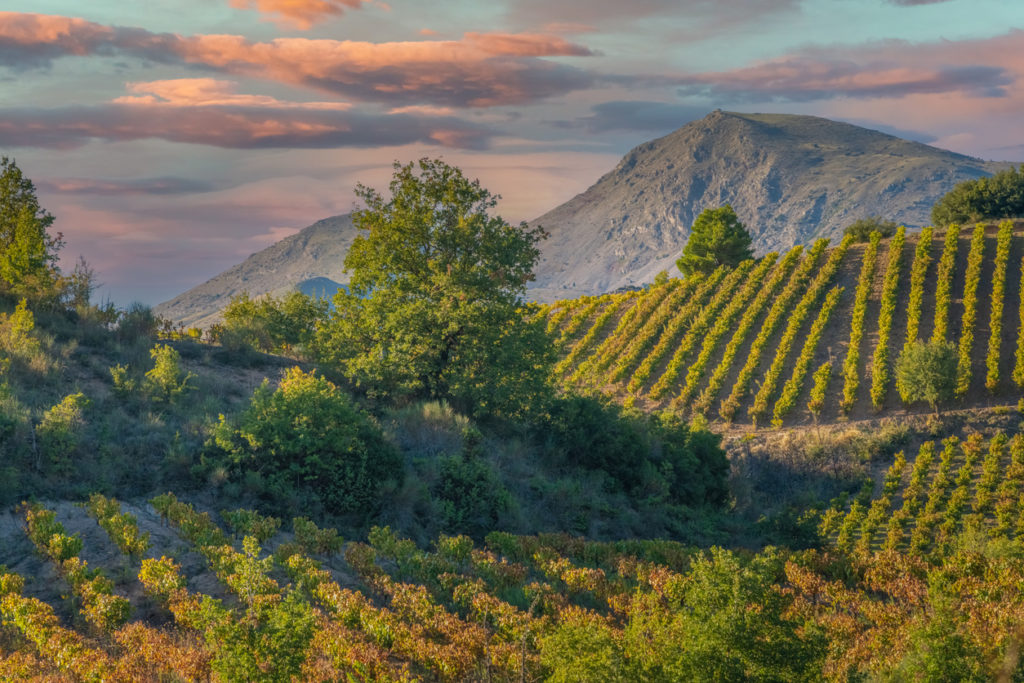 The rich vineyards of the Peloponnese Pensinsula