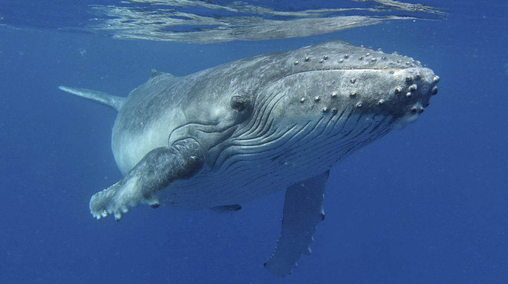 Whale watching off Tonga