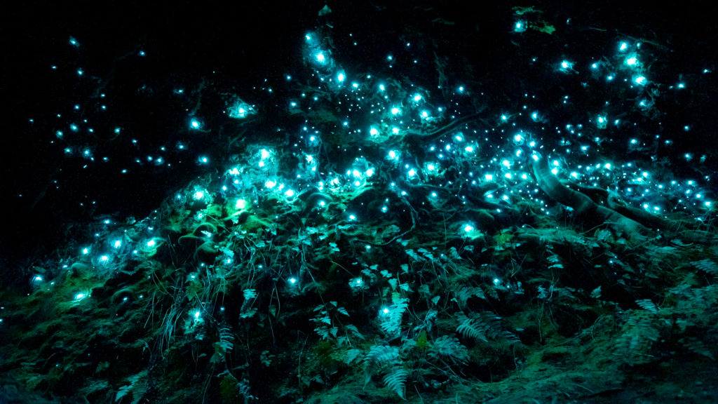 Bioluminiscent glow worms