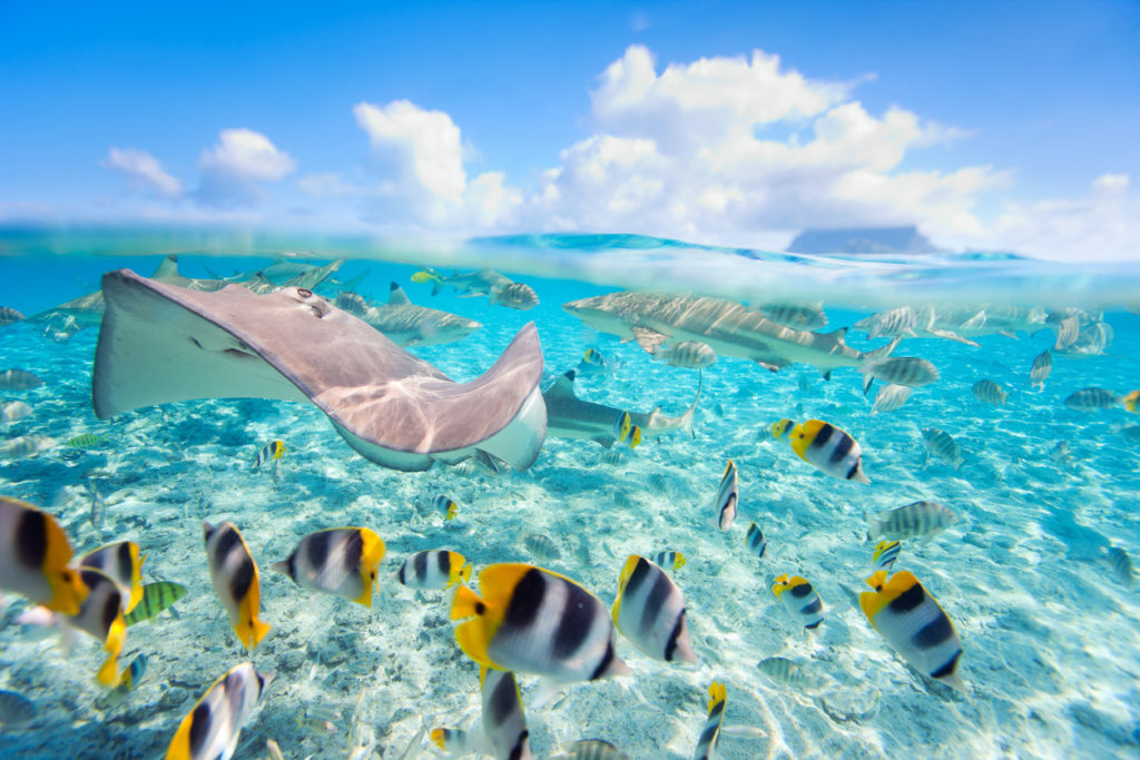 Stingrays of Tahiti