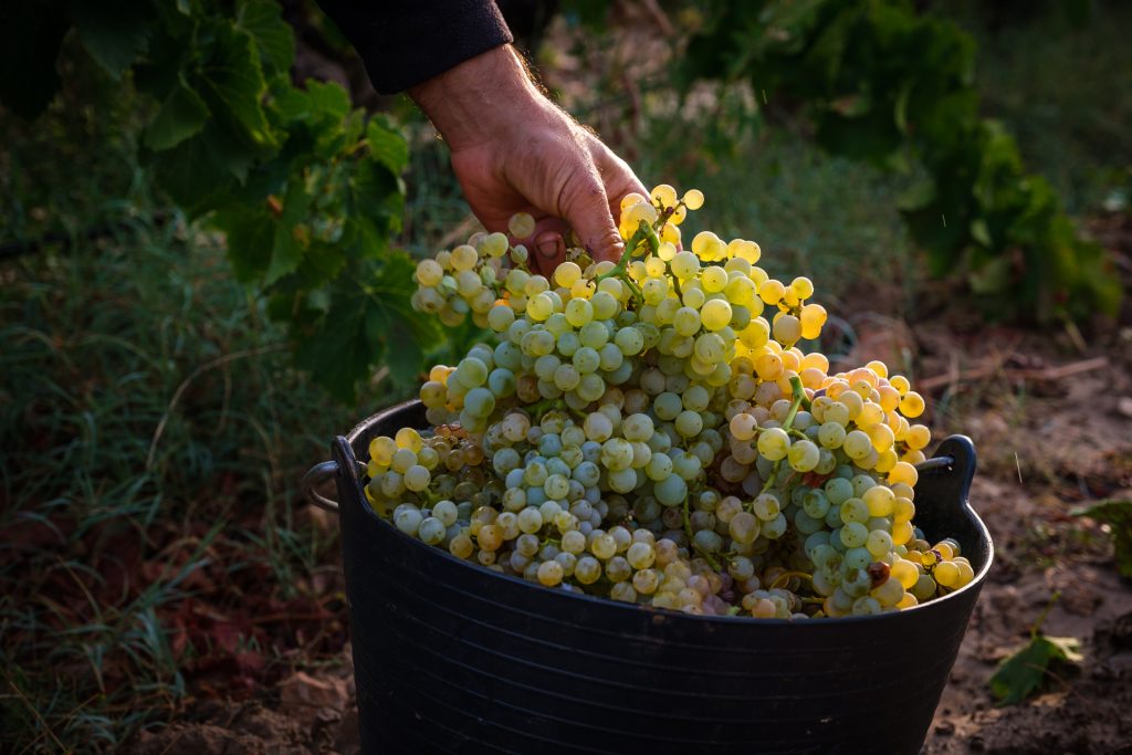 Wine Grapes in Terra Alta. Verema